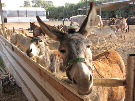 safe haven for donkeys in the holy land|Donkey Web Cams .